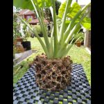 air-pruning-pot-4