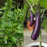 hasil-pasu-hidroponik-single