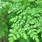 moringa