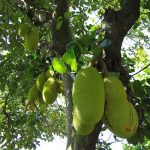 nangka.jpg