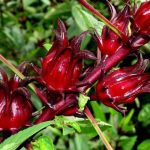 roselle
