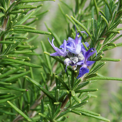 Anak Pokok Rosemary - Kebuna Putrajaya